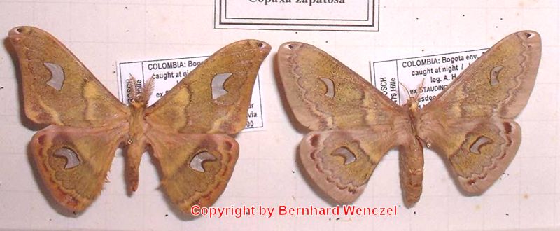 SATURNIIDAE World Homepage für den Saturniidenfreund